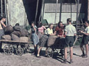 Tannzapfen sammeln (1944)